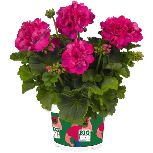 Pelargonium 'Big EEZE Fuchsia Blue' - Pelargoon 'Big EEZE Fuchsia Blue' P9/0,55L